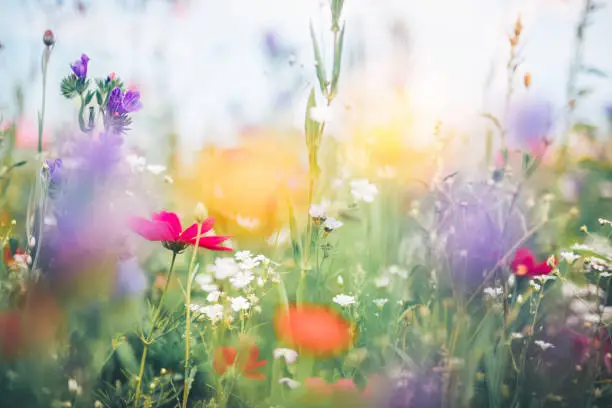 Summer meadow full of colorful flowers.