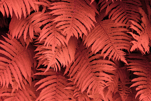 Full frame fern background in pantone living coral colour.