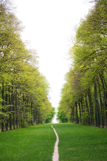istock Green Footpath In Paris 1126842752