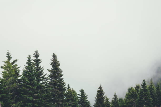 Pine Trees In Fog Pine trees in the mountains looking out of the fog. treetop stock pictures, royalty-free photos & images
