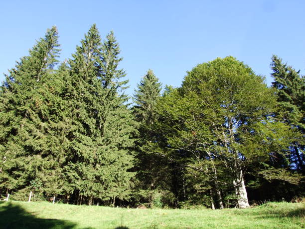 istock Subalpine forests in the Ostschweiz region 1126844388