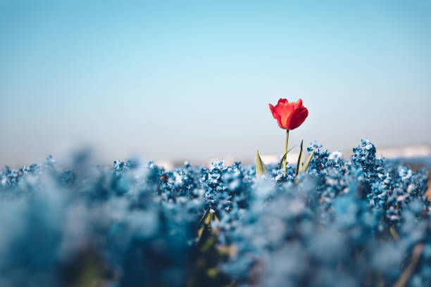 Standing Out From The Crowd Standing out concept - single red tulip growing out of the hyacinth field. self coloured stock pictures, royalty-free photos & images