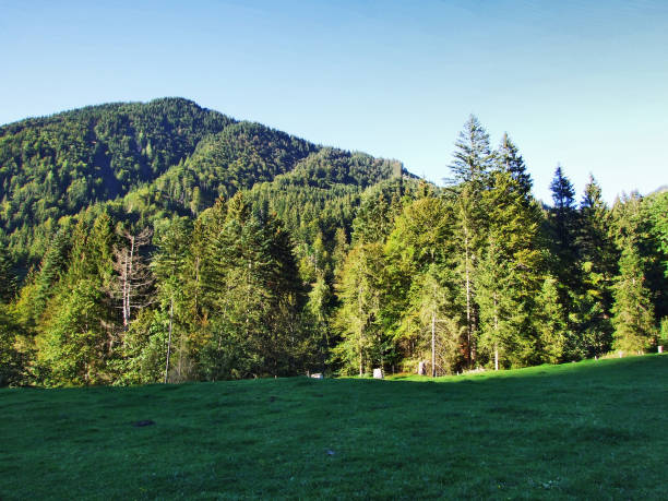 istock Subalpine forests in the Ostschweiz region 1126844470