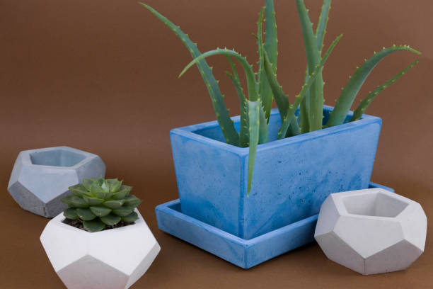 istock succulents potted in painted concrete pot on brown background 1126845478