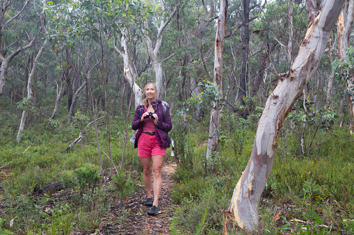 Woman bushwalking along a narrow traiil through gum trees and eucalypts in cool climate mountains.  She is holding binoculars
