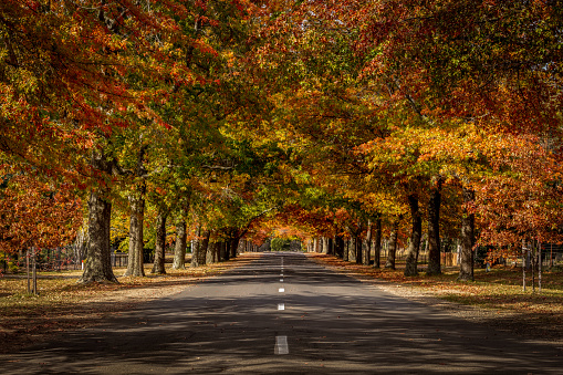 Autumn colours on a tree lined street in Macedon Victoria