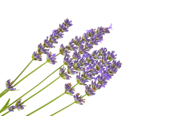 istock Lavender flowers isolated on white background. 1126846731