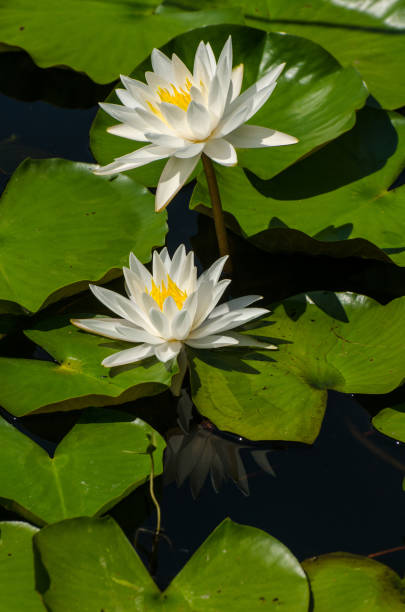 istock Morning Water Lilies 1126846858