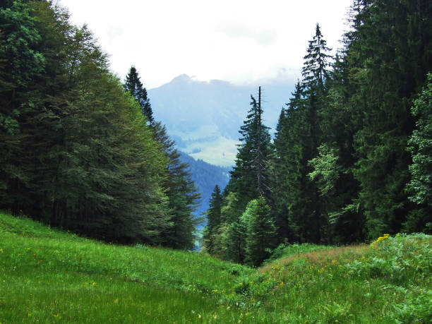 Subalpine forests in the Ostschweiz region - Canton of Appenzell Ausserrhoden, Switzerland