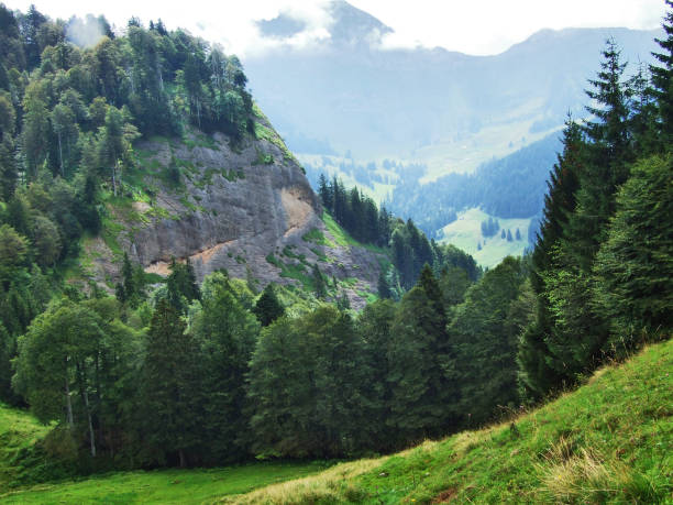 istock Subalpine forests in the Ostschweiz region 1126847017