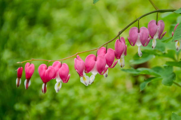 istock Bleeding Heart Flowers 1126847116