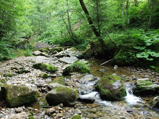 River flows through lush valley, Wutach Gorge