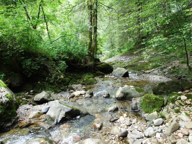istock Forest streams in Eastern Switzerland region 1126847811