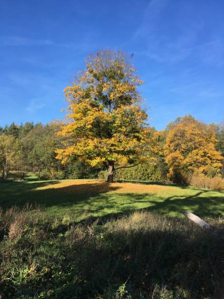 loneliness Just tree, but alone around another trees ca04 stock pictures, royalty-free photos & images