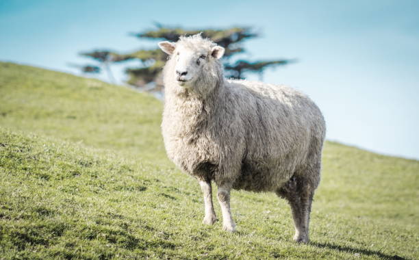 istock Close up image of a sheep on a farm with copy space 1126848005