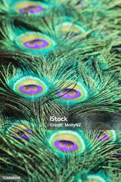 Close Up Background Image Of Beautiful Peacock Feathers Portrait Stock  Photo - Download Image Now - iStock
