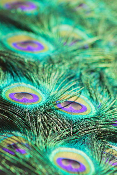 istock Close up background image of beautiful peacock feathers, portrait. 1126848050
