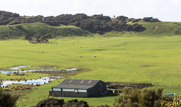 Landscape view of a sheep farm in New Zealand stock photo