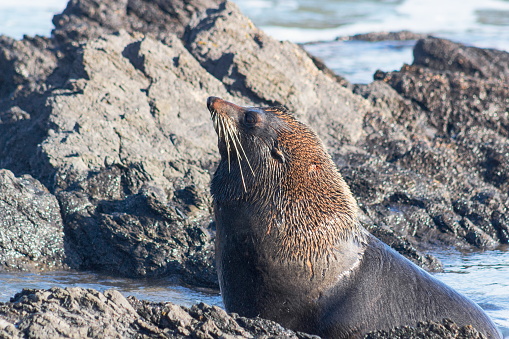 Photo libre de droit de Une Otarie À Fourrure New Zealand Otarie À
