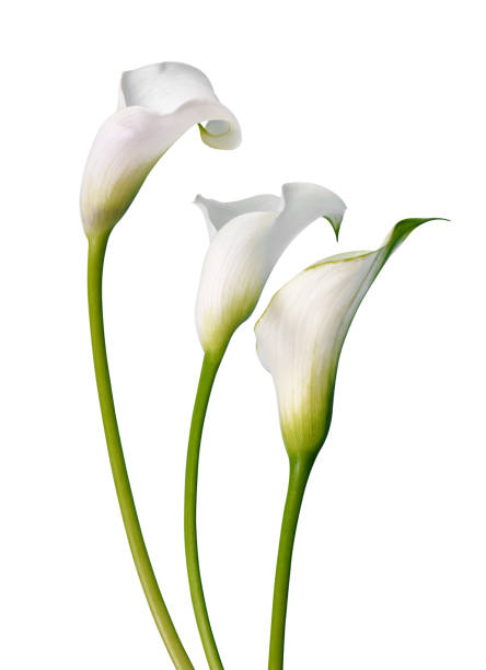 Beautiful white flowers Calla. Beautiful white flowers Calla isolated on a white background. calla lily stock pictures, royalty-free photos & images