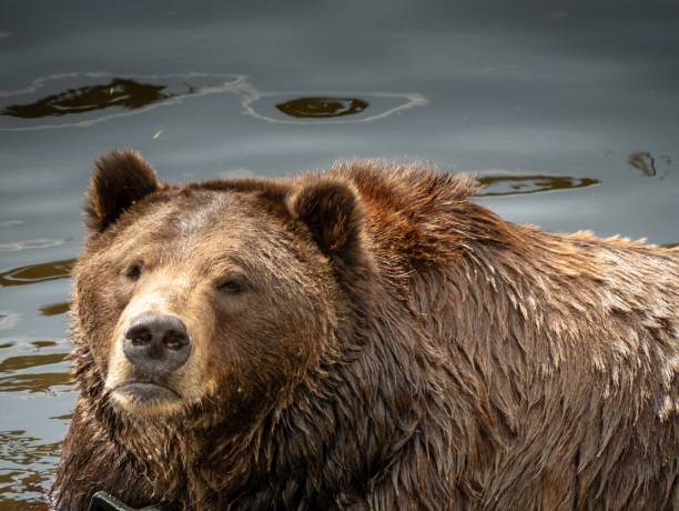 brown bear in alaska - katmai peninsula imagens e fotografias de stock