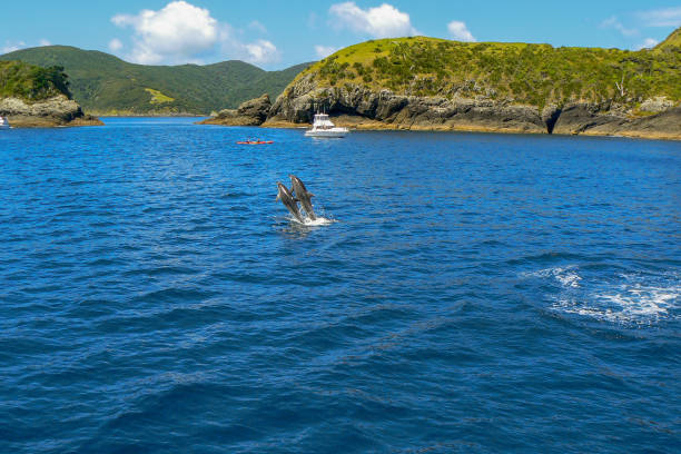 Dolphins jumping out of the water in the Bay of Islands, North Island, New Zealand 2 dolphins jumping out of the clear blue water during a boat trip in the Bay of Islands, North Island, New Zealand bay of islands new zealand stock pictures, royalty-free photos & images