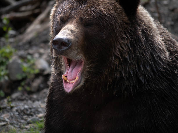 istock Brown Bear in Alaska 1126850999