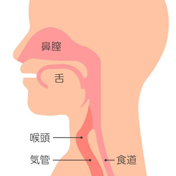 illustrazioni stock, clip art, cartoni animati e icone di tendenza di la struttura della gola. - nasal cavity