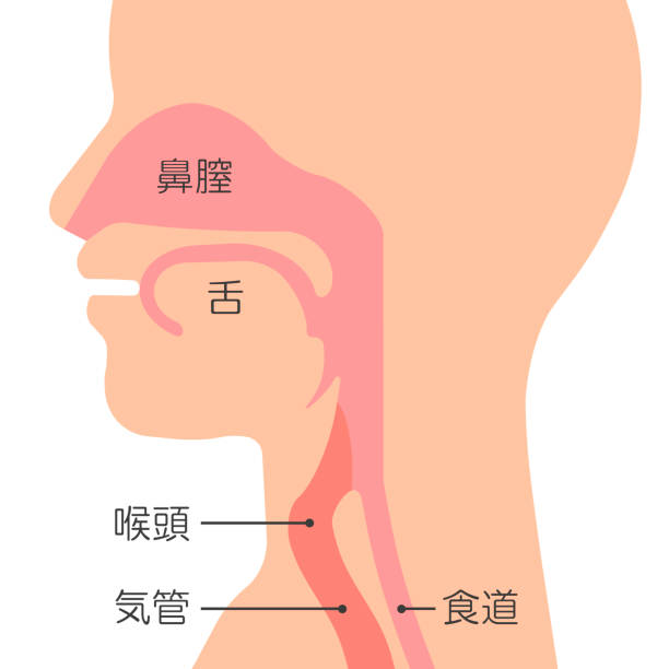 ilustrações de stock, clip art, desenhos animados e ícones de the structure of the throat. - cavidade nasal