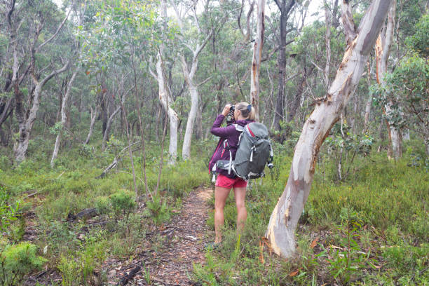 istock Bird watching or sightseeing in the forest environment 1126853312
