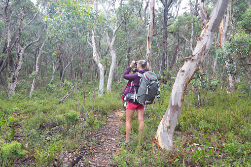 A woman bird or wildlife watching in the forest environment of gums and eucalypts in highland Australia.   She is standing next to a  squiggly gum, named after the squiggly trails the moths make under the bark.