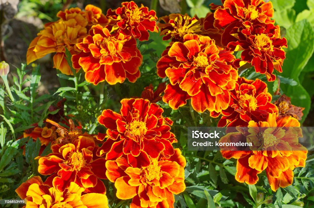 Tagetes patula flores florecen en el jardín en un día soleado - Foto de stock de Flor libre de derechos