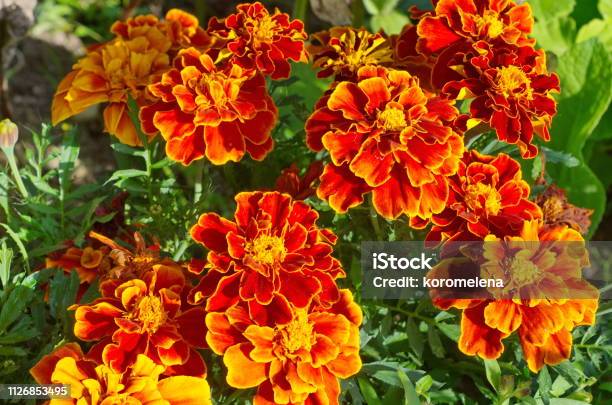 Tagetes Patula Flores Florecen En El Jardín En Un Día Soleado Foto de stock y más banco de imágenes de Flor