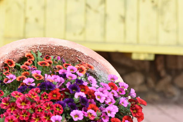 istock A flowerpot with flowers 1126856346