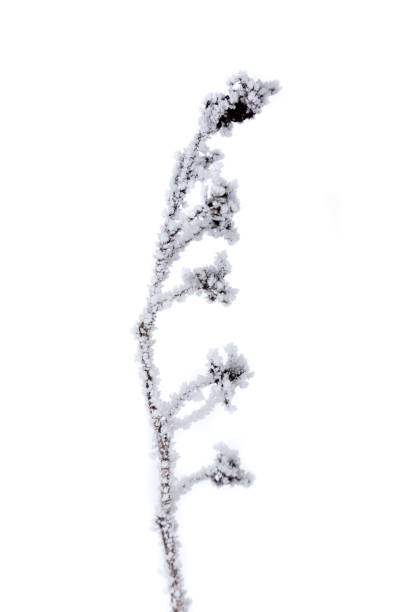 Winter series