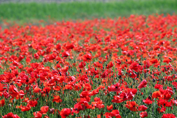 istock wild poppies flower meadow in spring landscape 1126856427