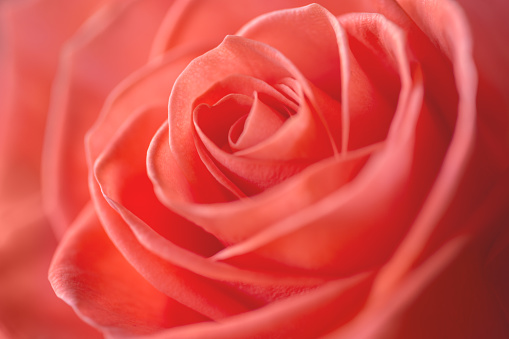 Coral Rose close-up. Selective focus.