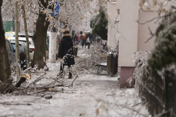 Photo of Broken tree branches on the sidewalk due to the weight of the ice after freezing rain