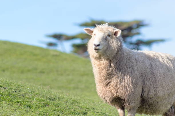 istock Closeup image of a sheep on a farm with copy space 1126857617