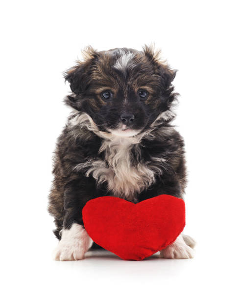 istock One little dog with a red heart. 1126858668