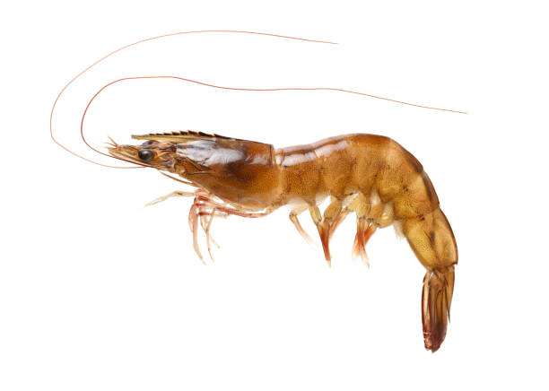 istock Fresh shrimp and shrimp white background 1126858742