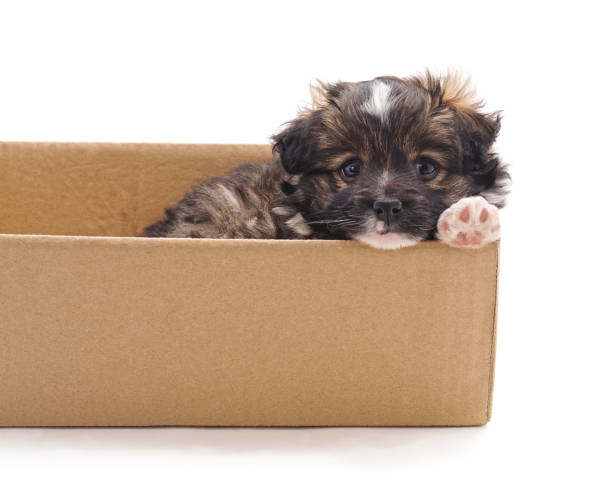 istock One little dog in the box. 1126858847