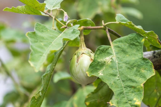 thai eggplant (green brinjal, kantakari) thai food - eggplant group of objects raw food eating stock-fotos und bilder