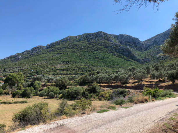 istock Olive farm road and a hill on the scene. 1126860842