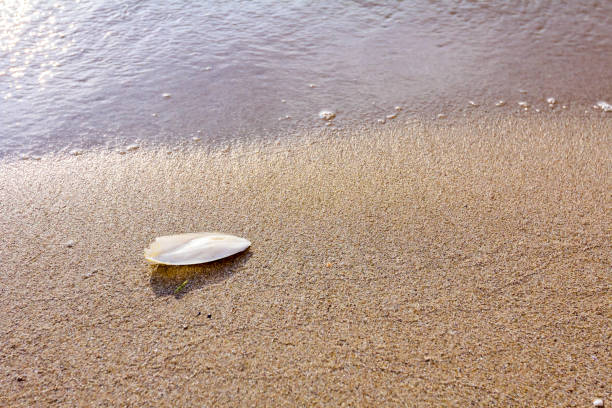 hueso de sepia es en la playa - aragonita fotografías e imágenes de stock