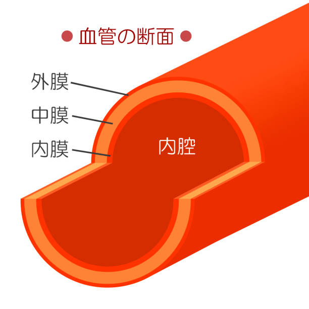 The structure of the blood vessel. This is the structure of the blood vessel. tunica adventitia stock illustrations