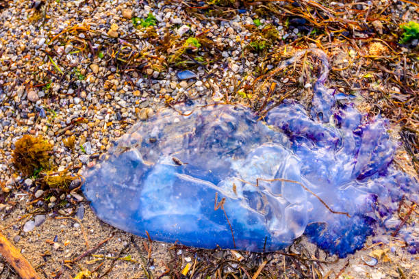 istock Small dead fish on sandy beach next to the plastic bag 1126862058
