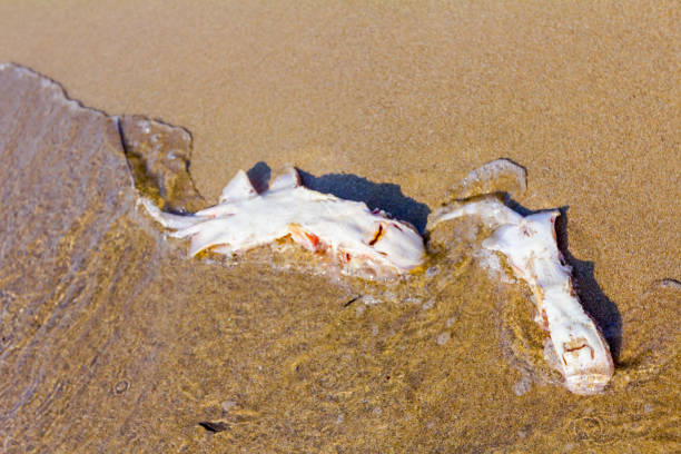молодой мертвый скат на мелководье - fish catch of fish catching dead animal стоковые фото и изображения