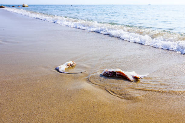 istock Young dead stingray in shallow sea water 1126862604