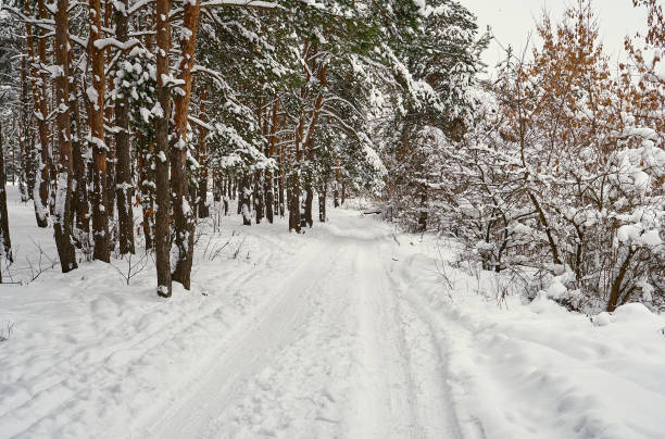 istock snowy road of winter forest 1126863272